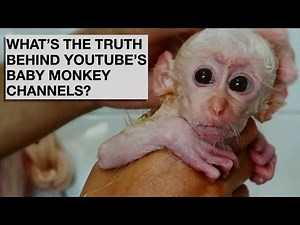 WHO IS BEHIND THE SUPER CUTE BABY MONKEY CHANNELS?