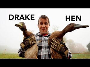 How to Identify a Male or Female Duck using Appearance and Behavior
