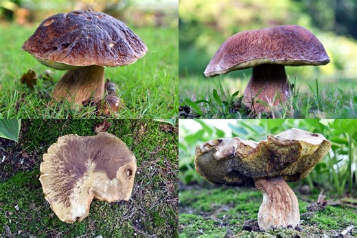 Ces champignons valent une fortune : où les dénicher gratuitement dans nos forêts