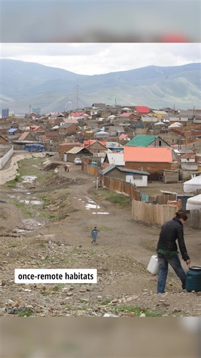 13 reactions | Did you know that poorly designed infrastructure is threatening snow leopards’ movement? Today, on International Snow Leopard Day, learn what we’re doing to protect snow leopard habitats and keep both people and leopards on the move: https://www.worldwildlife.org/news/stories/designing-infrastructure-with-snow-leopards-in-mind/ #SnowLeopardDay Snow Leopard Trust World Wildlife Fund | Center for Large Landscape Conservation | Facebook