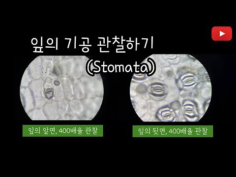 [친절한 차누쌤] 잎의 기공 관찰하기