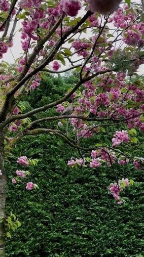 Совсем скоро начнется цветение сакуры