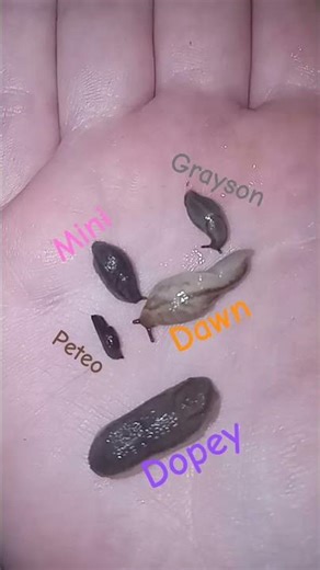 Slugs! #shorts #slugs #insects #critters #animals