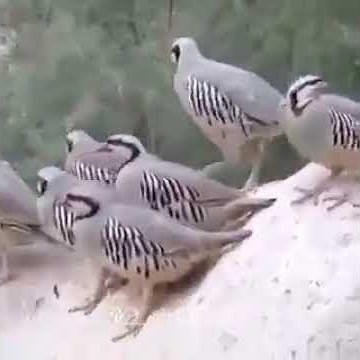 The sound of Partridge birds...