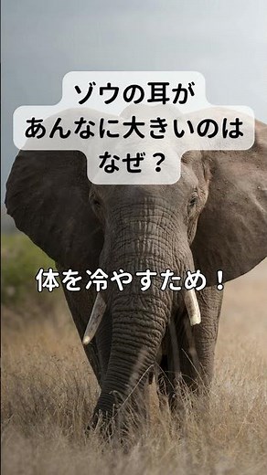 ゾウの耳があんなに大きい本当の理由、知ってる？🐘✨