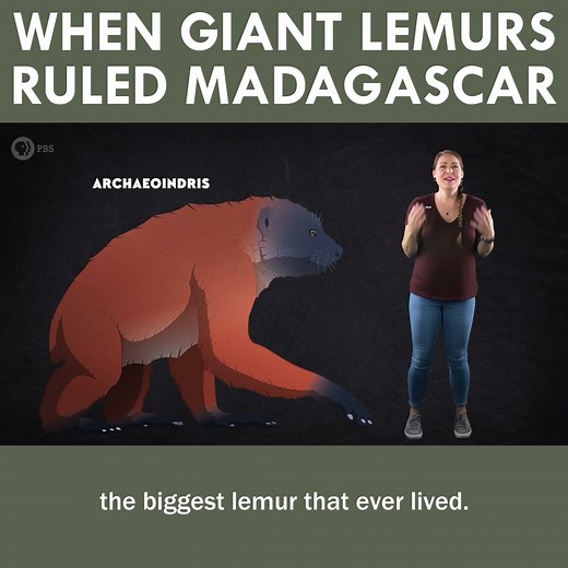 36K views · 1.7K reactions | When Giant Lemurs Ruled Madagascar  | Eons • PBS | Facebook