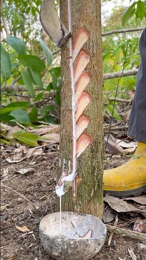 We Care For The Trees With The Utmost Care #oddlysatisfying #rubberlatex #rubberfarming #nature