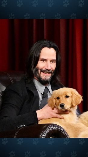 1.6M views · 111K reactions | Jimmy & Keanu Reeves compete for puppies in Pup Quiz! #FallonTonight | The Tonight Show Starring Jimmy Fallon | Facebook