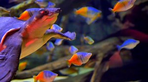 4k Florida Softshell Turtle Underwater Reptile: video de stock (totalmente libre de regalías) 19084120 | Shutterstock