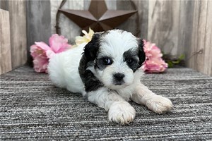 Serenity - Shih-Poo Puppy F6A67C