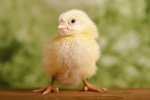 How To Identify Baby Chicks - Cuteness