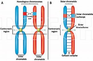Homologous Chromosomes | Definition, Functions & Examples