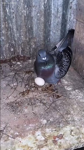 You Won’t Believe How This Pigeon Builds Its Nest for Eggs! 🕊️🥚