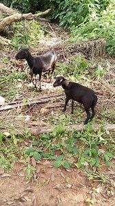 228K views · 3.5K reactions | See what Eur0pean did to us. | Mathias Ezeaku - Gospel of truth | Facebook