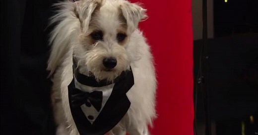 Happy the Dog - Hero Dog Awards