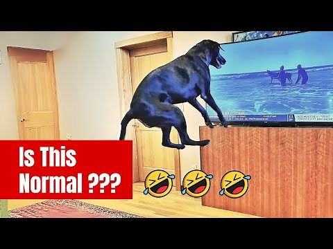 Funny Dogs watching TV compilation Part 2 🤣🤣 #funnydogvideo #funnyvideo