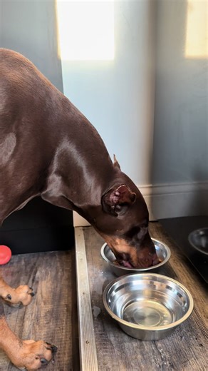 🐶🍽️ Upgrade your dog’s mealtime! This elevated slow feeder helps your pup eat slower while supporting better posture and digestion. Plus the no-spill water bowl keeps your floors dry and mess-free 💧 ✔️ Slows down fast eaters ✔️ Elevated design for comfort ✔️ No-spill water bowl = cleaner floors ✔️ Perfect for messy drinkers & speedy eaters Your dog deserves a healthier, cleaner way to eat 🐾 #dogtok #dogproducts #petmusthaves #doglover #petparents