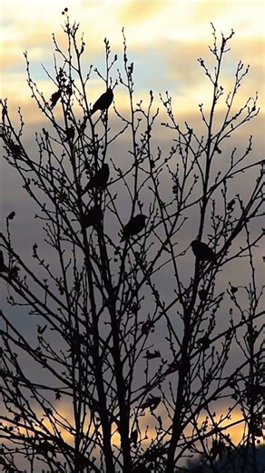 Oddly satisfying time lapse videos moving clouds #timelapse #birds #shorts