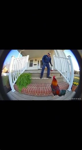 Rooster Attacks Pest Control Worker From Behind! #porch