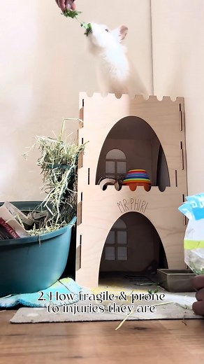 3 THINGS I WISH I KNEW BEFORE ADOPTING MY RABBIT 🐰 Thinking about adopting a rabbit? Here’s what I wish I knew beforehand — tips for a happy, healthy bunny life! 🐇💛 #PetCare #RabbitLife #RabbitCare #PetTips #AdoptDontShop #BunnyLove #FYP #ViralPets #PetParenting #AnimalLovers #RabbitLife #PetAdvice | Eaphiriii