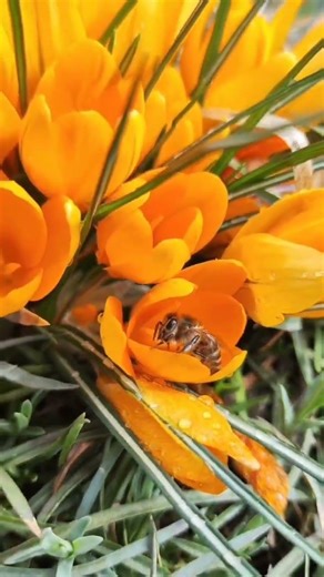 Spring! Spring! Spring!