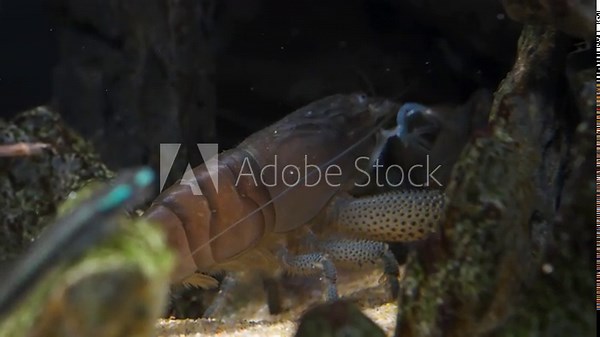 A large brown tropical fan shrimp, known for its filter feeding fans, rests quietly on white sand between mossy rocks in a dark freshwater aquarium environment, Vampire Shrimp (Atya gabonensis)