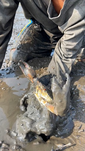 40M views · 496K reactions | Wow!!! Lucky boy find big mud crabs in muddy #fishing #FoodLover #mudcrab #digging #trapfishing #hunting #fishing #foodlover #mudcrab #digging #trapfishing #hunting #fishing #fishinglife #flyfishing #bassfishing #fishingtrip #fishingislife #carpfishing #fishingaddict #fishingdaily #fishingislife #oysters | Ahlik Fishing | Facebook
