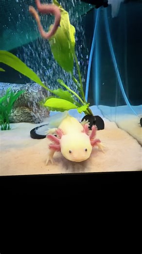 Worm Drop for Azula: Feeding Time for Axolotls