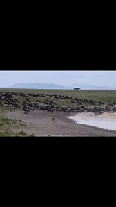 6 Days Wildebeest Calving Season Safari 🐃 Experience one of the most exciting wildlife periods in Tanzania as thousands of wildebeest give birth across the Ndutu plains. A 6 days wildebeest calving season safari offers incredible predator action, newborn calves, and endless herds spread across the southern Serengeti ecosystem. Itinerary Highlights ☑️ Day 1 – Arrival in Arusha, safari briefing and transfer ☑️ Day 2 – Drive or fly to Ndutu, afternoon game drive ☑️ Day 3 – Full day Ndutu safari, c