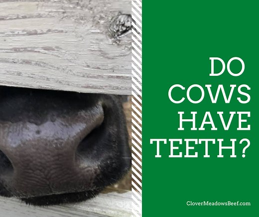 Do Cows Have Teeth? Estimating Cattle Age With Teeth (Video) - Clover Meadows Beef
