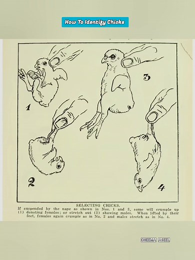 Aseel Chick ➡️ Male Vs Female Difference 🐥🐤#Aseel #cheema_aseel #aseellovers #viralreels #trendingreels #aseelmurga #reelsfb #rooster #murga #reelsfypシ #tiktok #chicks #murgi #birds | Cheema Aseel