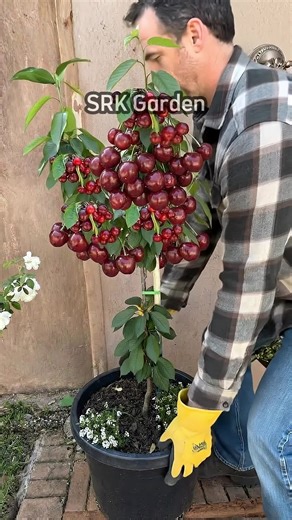 Dwarf Cherry Tree Care in Your Garden