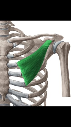 The Ansa Pectoralis is a nerve loop formed by branches of the medial and lateral pectoral nerves, located in the axillary region. It innervates the pectoralis major and minor muscles, coordinating their function in shoulder movement and stabilization. Injury or compression of this loop can cause weakness or atrophy of the pectoral muscles, affecting arm adduction and medial rotation. 🔗👇 Link Below 👇🔗 -- Read: https://wikism.org/Ansa_Pectoralis -- #Anatomy #ATC #SportsMedicine #Orthopedics #P