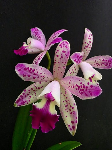 Cattleya Tropical Pointer #orchid #anggrek | Ade's Orchid