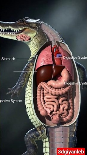 Crocodile Digestive System Explan 3D Internal Organs Animation