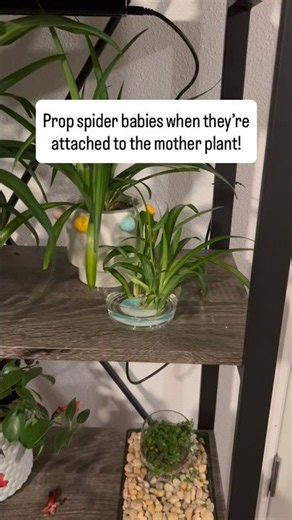 The best way to prop spider plant pups #planthacks #plants #spiderplants #planttips
