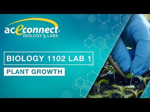 Biology 1102 Lab 1 || Plant Growth