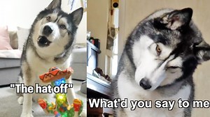 When the toys talk back! | Keyush the Stunt Dog