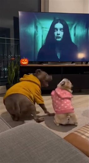 Dogs get scared by horror movie jump scare. 🐕👻​#Scary #FunnyDogs#HorrorMovie #JumpScare#Pets#Funny