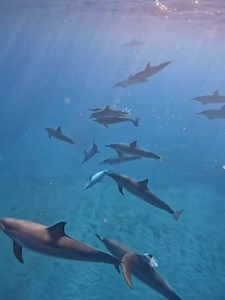 5.2K views · 222 reactions | Today's adventure with Blue Dolphin...