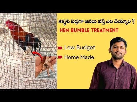 “Hen Leg Bumble (ఆనలు) Treatment | Causes & Best Home Remedies for Bumblefoot in Chickens”