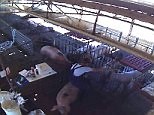 Shocking footage of workers at a pig farm abusing animals