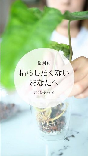 【無限に増やして育て続ける】観葉植物をハイドロカルチャーで増殖する方法#植物#plants #園芸