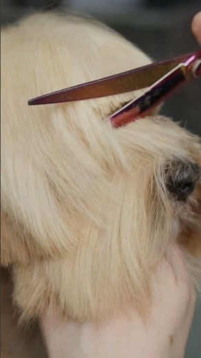 Cute Havanese Haircut