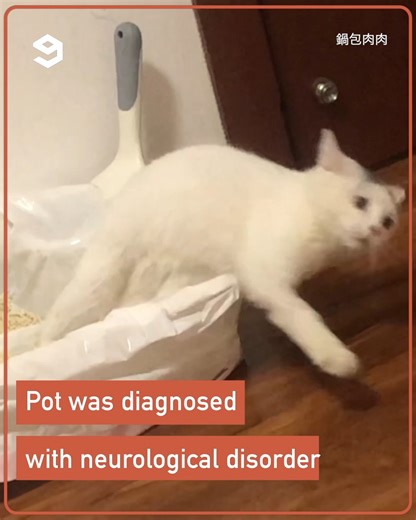 cat with a neurological disorder falls when she sleeps | 9GAG