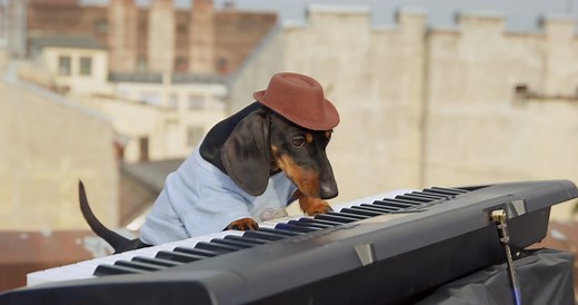 Swag the Keyboard Dog Dancing to DJ Music