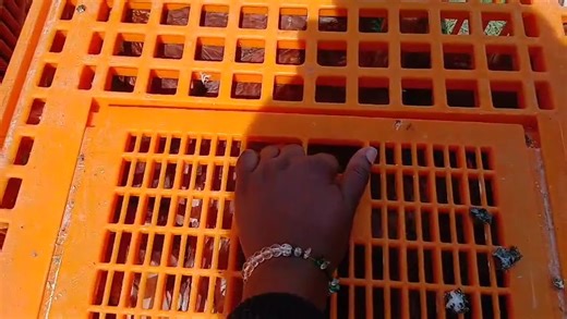 Today we delivered 4,000 Point of Lay Commercial Layers all the way to Kajiado! 💪 At KUKUCARE KENYA, we don’t just deliver chickens . we deliver quality, health, and trust Our birds are strong, healthy, and well-vaccinated, producing big, beautiful eggs 🥚 that every farmer loves! Our delivery team ensures zero mortality safe, smooth, and professional delivery right to your farm gate 🚚 📍 Location: Along Thika Road, Kamakis – Karuguru 📞 Call Mwende: 0717709956 “KUKUCARE – Quality Birds, Happy