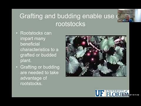 Grafting, Budding, and Air-layering