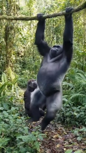 817K views · 211K reactions | King Donkey Kong 藍 She loves when this happens.  Tropland Universe by Josh Gottsegen  made with ai #gorilla #queen #digitalart #wildlife #ai #primates #funnyanimals #sora #lol | Tropland Universe by Josh Gottsegen | Facebook