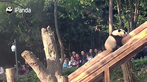 #HiPanda Introduce my new toy--panda slide. | iPanda
